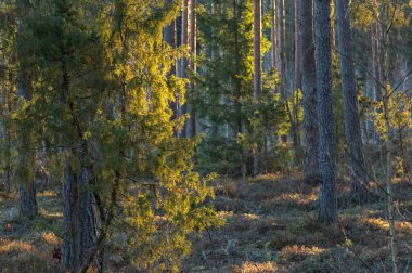 Ormanda güzel bir bahar sabahı