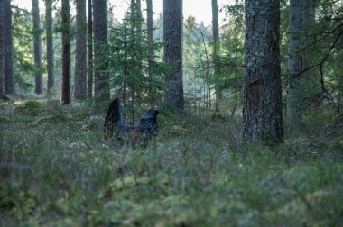 Ağaçta Tetrao urogallus