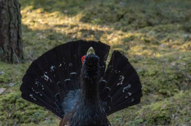 Ağaçta Tetrao urogallus