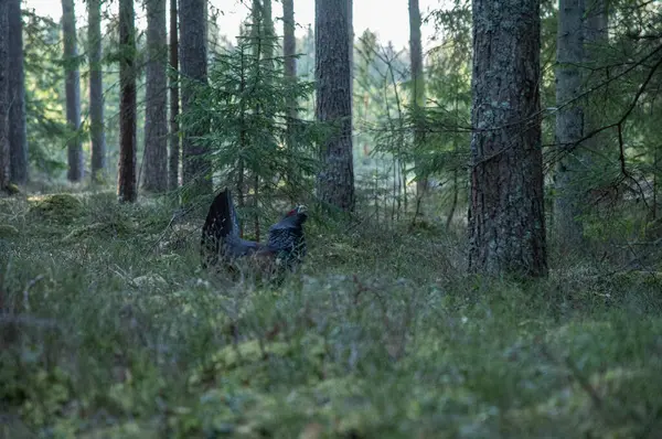 Ağaçta Tetrao urogallus