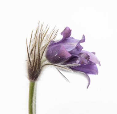 İki mavi Pulsatilla bir çayırda patent, ilkbahar çiçekleri