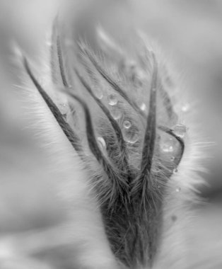 Pulsatilla patentini kapat