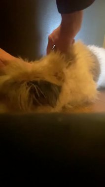 Köpek yatakta yatıyor..