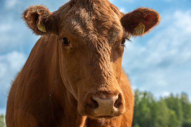 Gökyüzünün arka planında yeşil çimen olan bir ineğin portresi ve bulutlu bir gün.