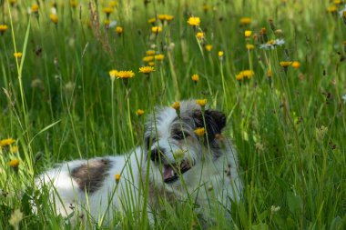 Doğadaki küçük bir köpeğin portresi. Doğadaki evcil hayvan teriyeri