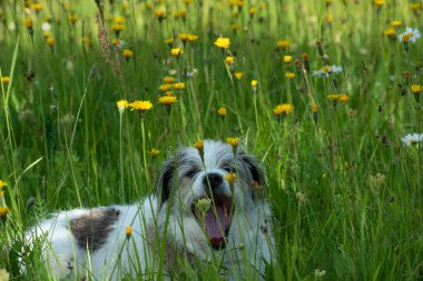 Çayırda tatlı bir köpek ve yazın karahindiba.