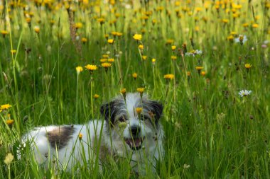 Çayırdaki köpek Jack Russell Terrier