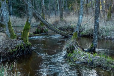 Nehir kışın ormanda akıyor..