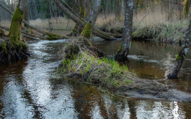 Yeşil orman ve ağaçlarla dolu bir nehir.