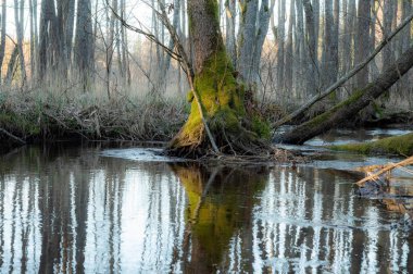 Bahar ormanında küçük bir nehir..