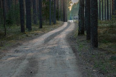 Sonbaharda ormanda yol. Sonbahar akşamında yol