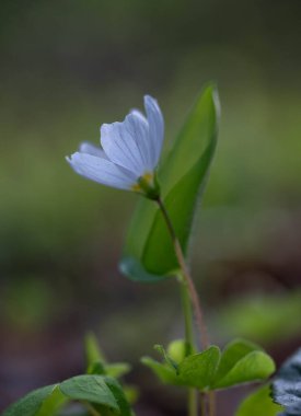 Ormanda güzel çiçekler