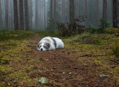Güz mevsiminde ormanda tatlı tüylü beyaz köpek.