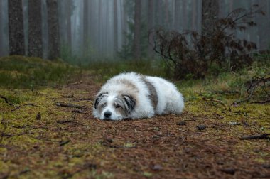 Beyaz samoed köpek ormanda yürüyor.