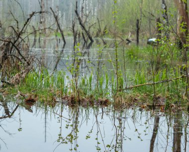 Parkta ağaçlar ve gölle kaplı bahar manzarası.