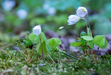 Ormanda beyaz çiçekler