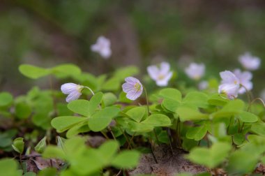 Beyaz çiçekler - Oxalis ormanda