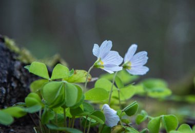 Beyaz çiçekler - Oxalis ormanda