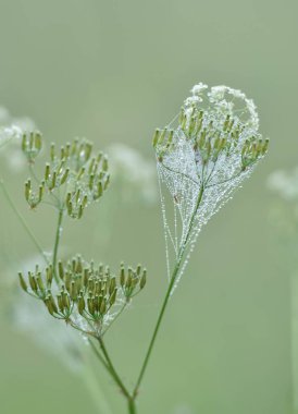 Güzel botanik fotoğrafı, doğal duvar kağıdı.