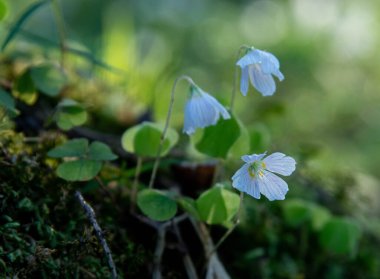 Beyaz bahar çiçekleri, doğa arka planı