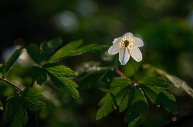 Beyaz bahar çiçekleri, doğa arka planı