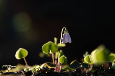 Beyaz bahar çiçekleri, doğa arka planı