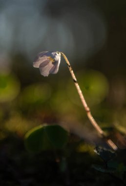 Beyaz bahar çiçekleri, doğa arka planı