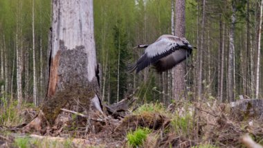 Tarladaki büyük beyaz leylek