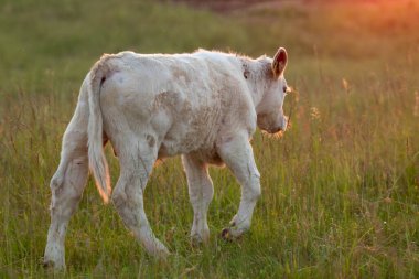 Otlakta genç bir inek
