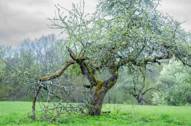 Tarladaki yaşlı elma ağacı