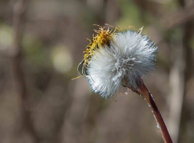 Beyaz bir çiçeğe yaklaş (OXALIS ACETOSELLA)