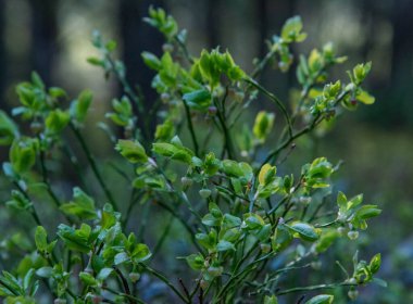 Baharda açan yabanmersinleri
