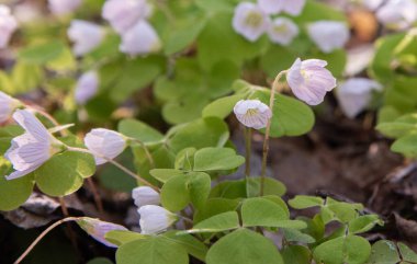 Beyaz bir çiçeğe yaklaş (OXALIS ACETOSELLA)