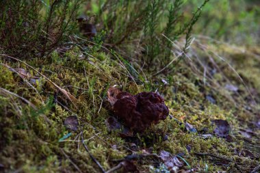 Ormanda yenilemez bahar mantarı (Gyromitra)