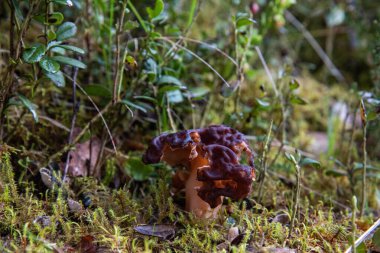 Ormanda yenilemez bahar mantarı (Gyromitra)