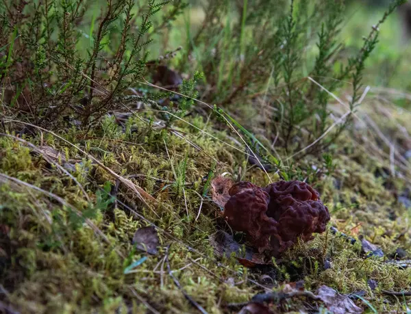 Mantar (Morchella) kapat. Yenilebilir mantar. mantar mantarı.