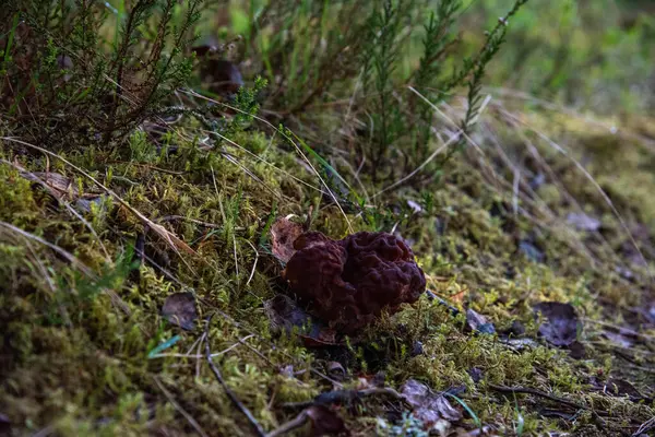 Ormanda yenilemez bahar mantarı (Gyromitra)