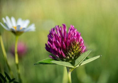 Yakından bakınca, yeşil çimlerin üzerinde mor bir çiçek görünüyor.