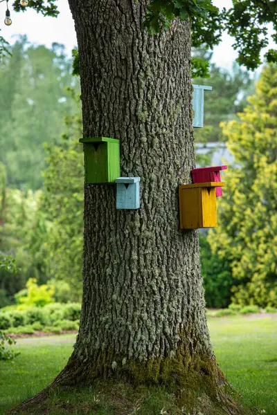 Ağaçtaki renkli kuş evleri.