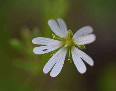 Ormanda yetişen güzel beyaz çiçekler