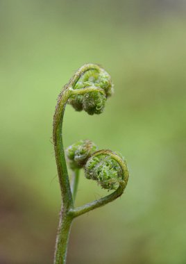 Güzel çiçeklerin güzel manzarasını kapat.