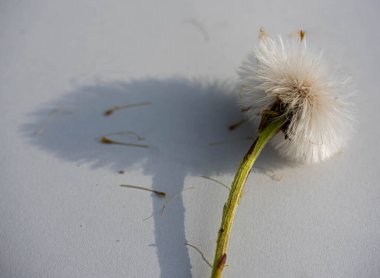 Beyaz otların üzerinde karahindiba tohumları