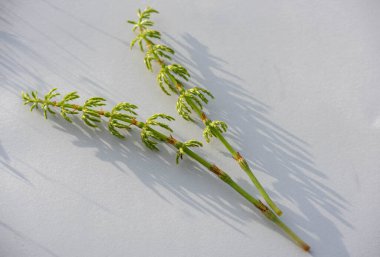 Çimlerin üzerinde yeşil çimenler