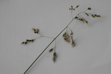 Beyaz arkaplanda kuru çiçekler