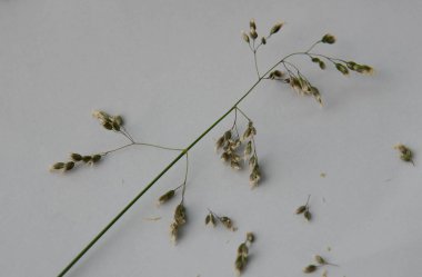 Beyaz kağıtta kurumuş çiçekler..