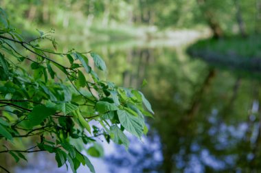 Nehir kıyısında yeşil yaprak