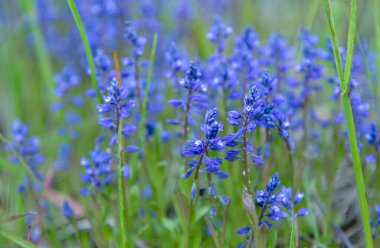 Bahçedeki güzel çiçekler