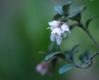 Güzel botanik fotoğrafı, doğal duvar kağıdı.