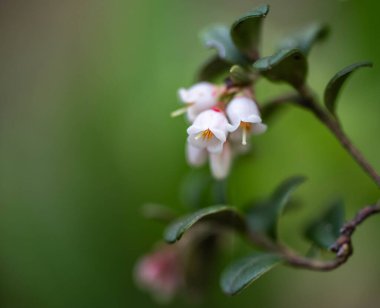 Beyaz, siyah ve beyaz çiçeklere yaklaş