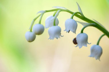 Bahçedeki güzel beyaz çiçek